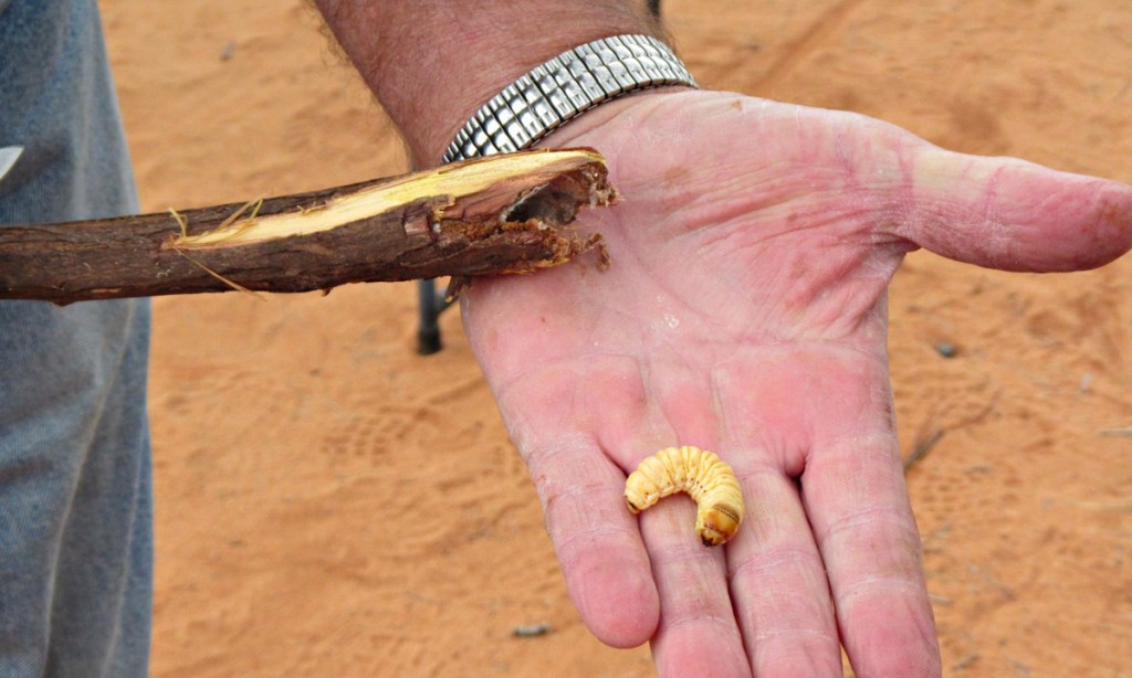 Thumbnail for Why has native ‘grub’ been ignored for so long?