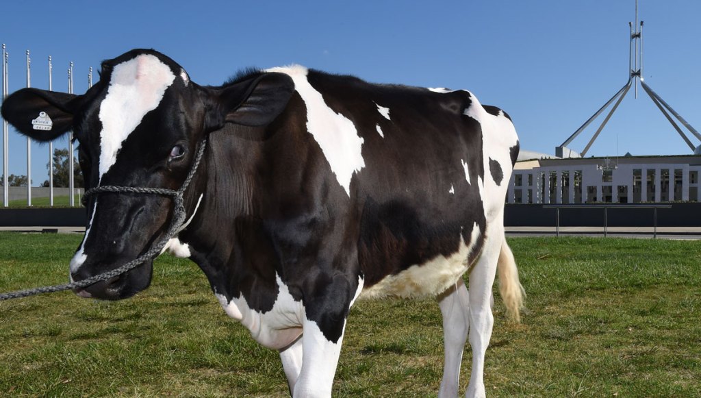 Thumbnail for Dairy farmers may get extra federal funds