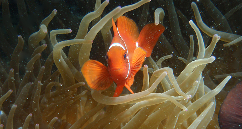 Thumbnail for Campaign calls for Ellen to help save Nemo