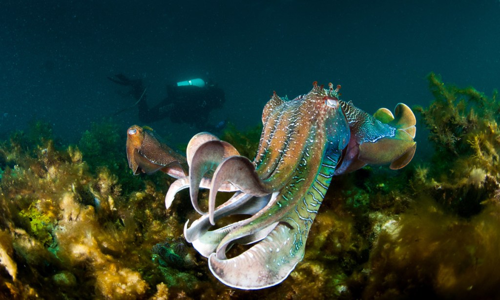 Thumbnail for Cuttlefish put on an amazing technicolour sea show