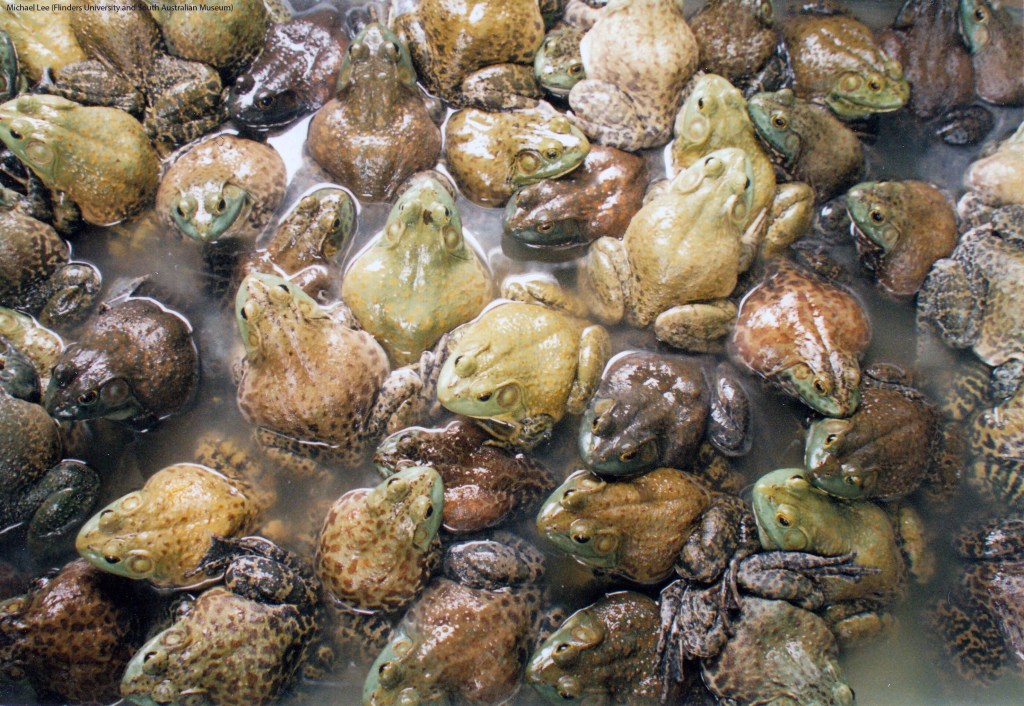 Thumbnail for Earth’s biodiversity could be much greater than we thought
