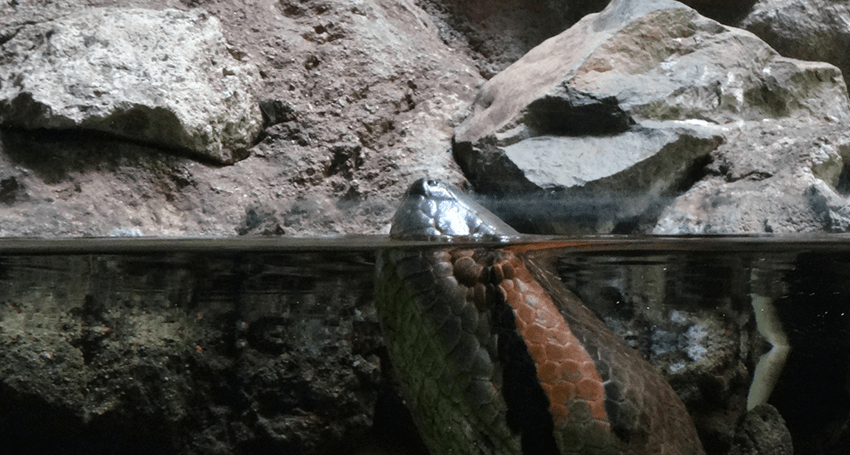 Thumbnail for Did snakes evolve from ancient sea serpents?
