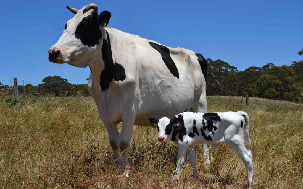 Thumbnail for SA organic dairy struggles to meet sky-rocketing demand
