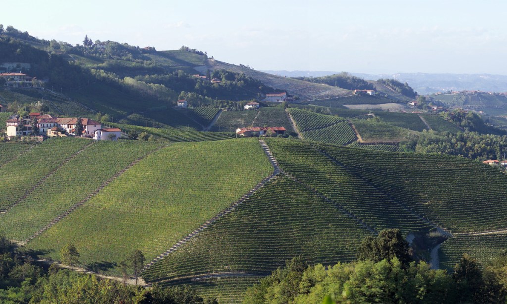 Thumbnail for The mystery and allure of Nebbiolo