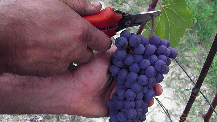 Thumbnail for Low-hanging fruit: SA wine grape growers vulnerable to water buybacks