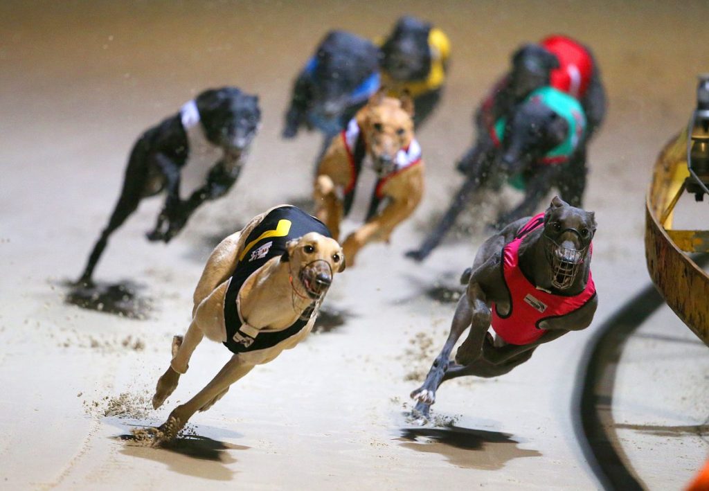 Thumbnail for Ex-top cop to head SA greyhound inquiry
