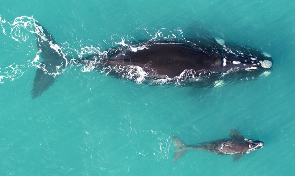 Thumbnail for Whale baby boom confirms southern right recovery