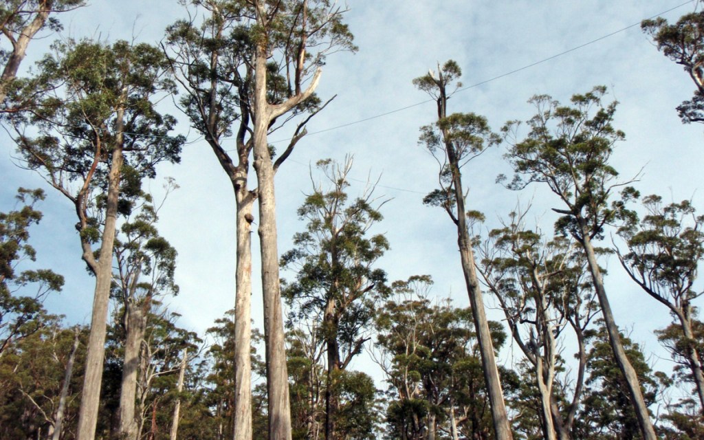Thumbnail for Adelaide City Council’s carbon offset bill revealed