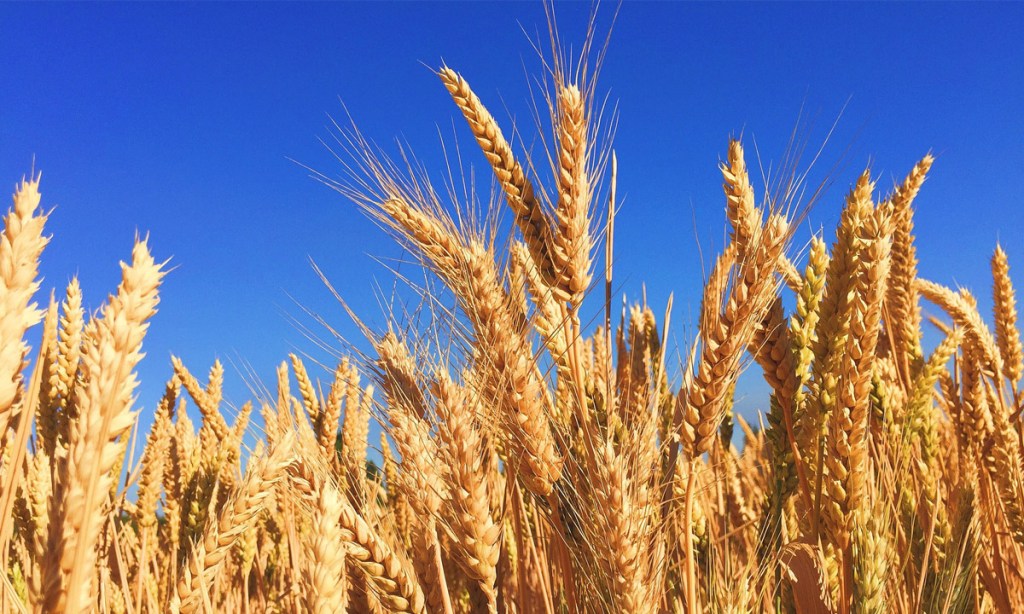 Thumbnail for World grain demand pushes SA to record export high