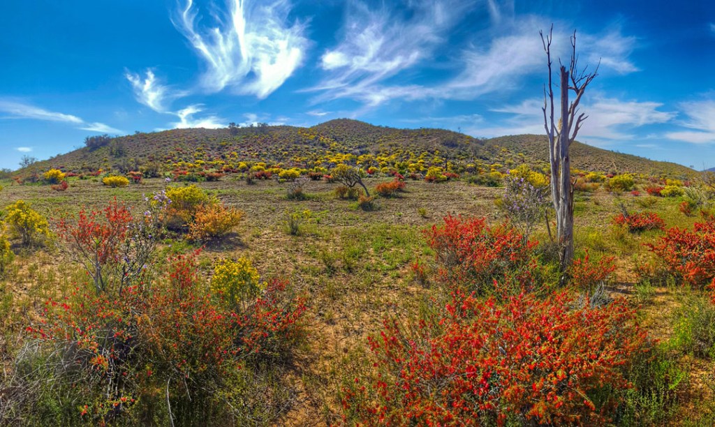 Wildflowers are blooming in the Flinders Ranges following record rains. Pihoto: Tim Lindner/Born Free Photography