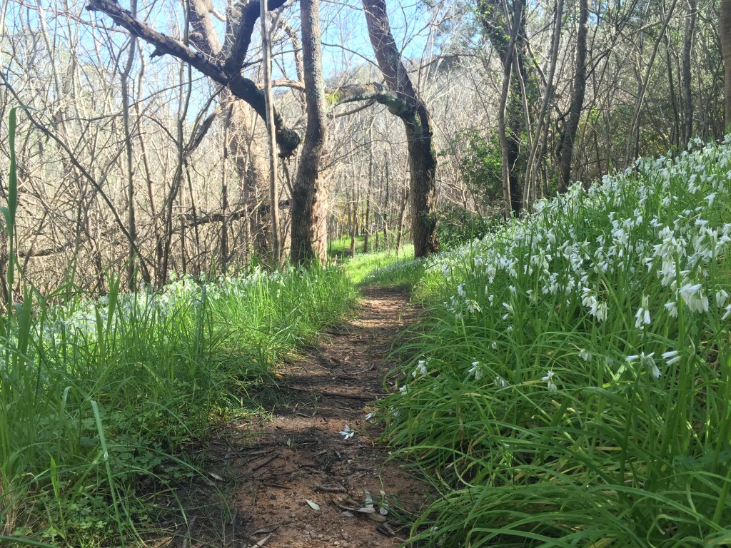 Thumbnail for Adelaide’s hidden walking trails: Horsnell Gully