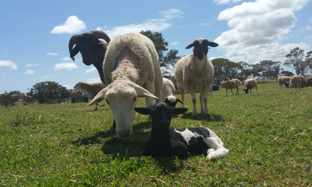 Thumbnail for South Australians to judge best regional story