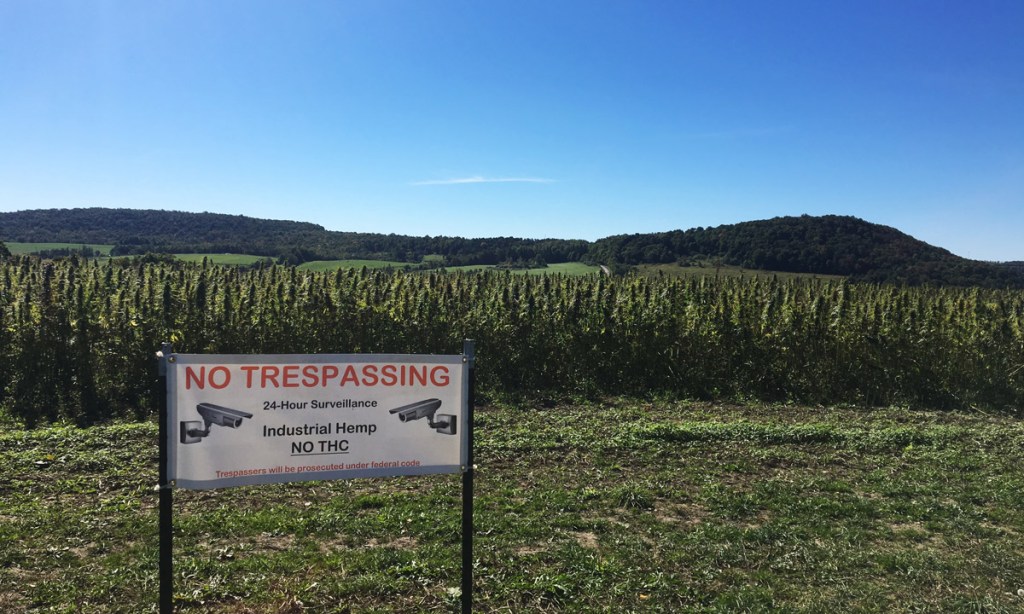 Thumbnail for Hemp still off the table, despite Govt’s medical marijuana move