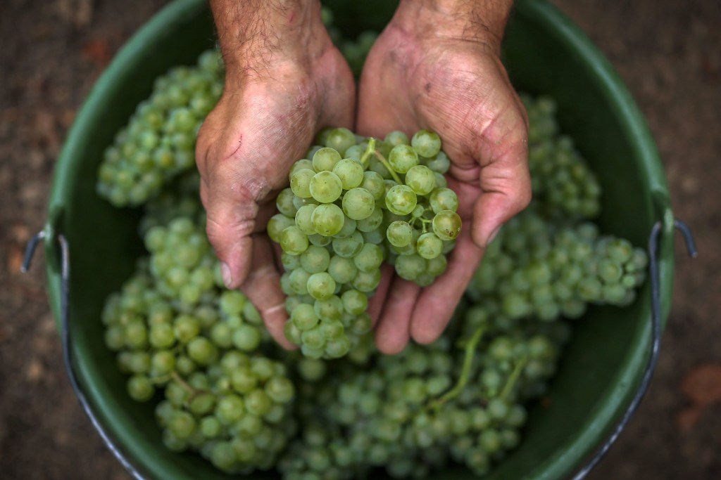 Thumbnail for Podcast: The organic winemaker versus the traditionalist