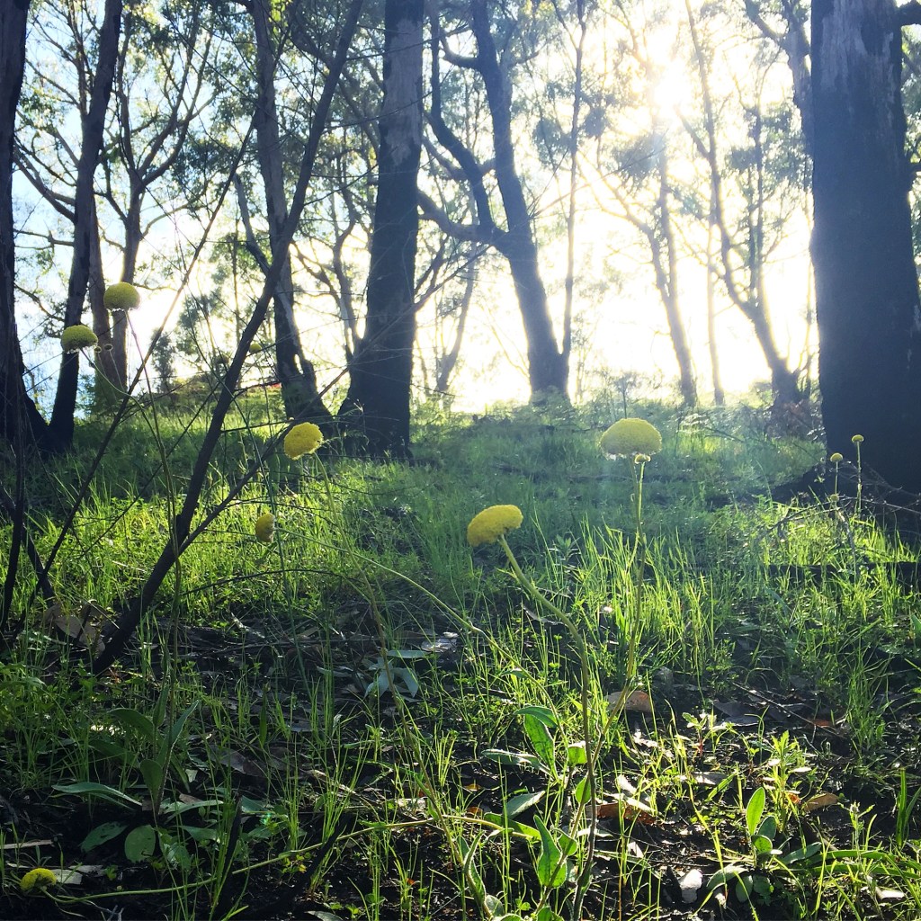Wildflowers along the trail.