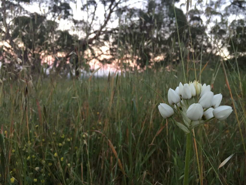 Thumbnail for Adelaide walking trails: Cobbler Creek Recreation Park