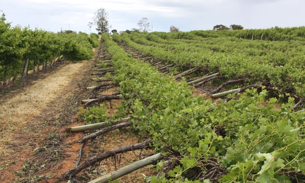 Flattened Riverland vineyards. Photo: Leon Bignell