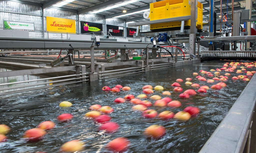 Thumbnail for SA exporter grabs bigger slice of apple pie