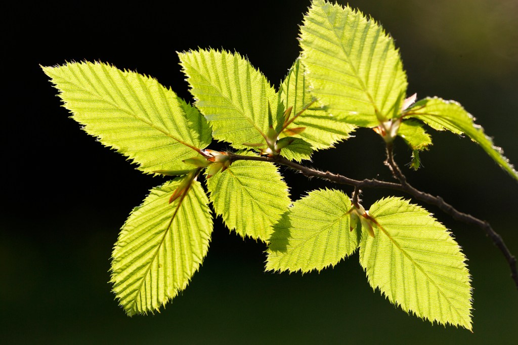Thumbnail for Pavlov’s plants: new study shows plants “learn” from experience