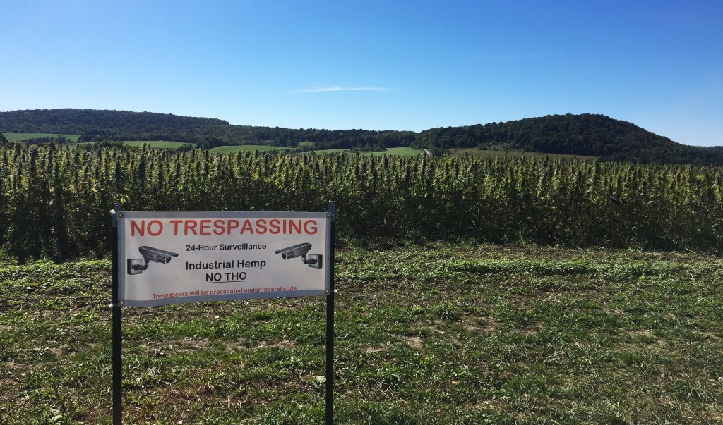An industrial hemp field in central New York. Photo: Mary Esch / AP