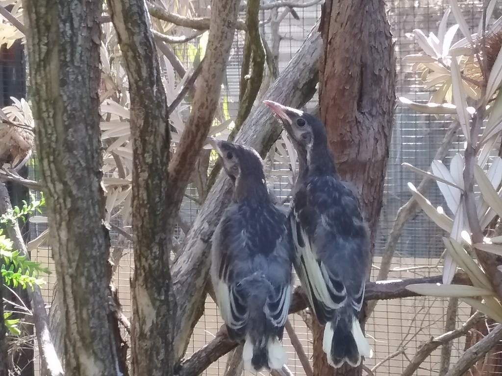 Thumbnail for Endangered birds hatch at Cleland