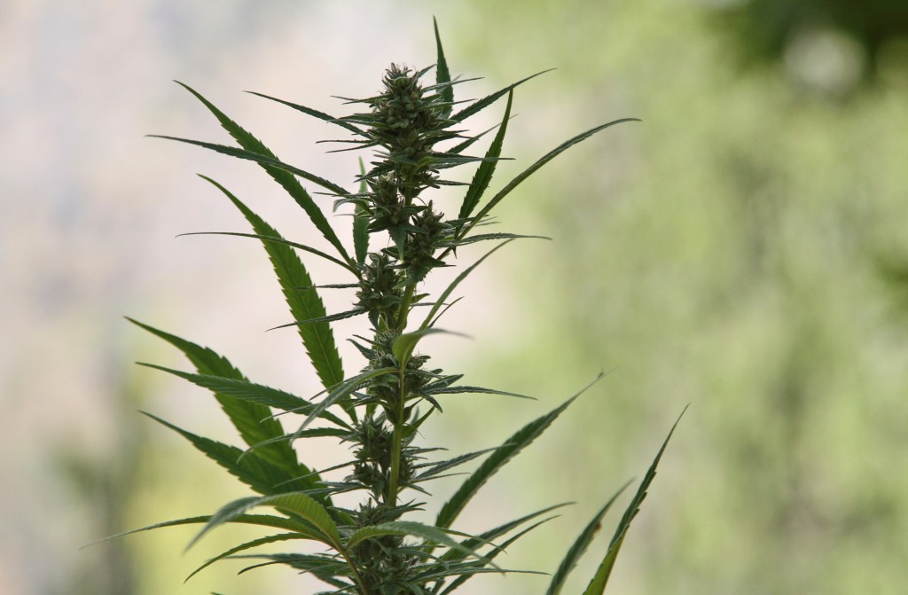 Thumbnail for REVEALED: Jay’s ‘joint’ taskforce – cannabis on the cards, but not on Holden site