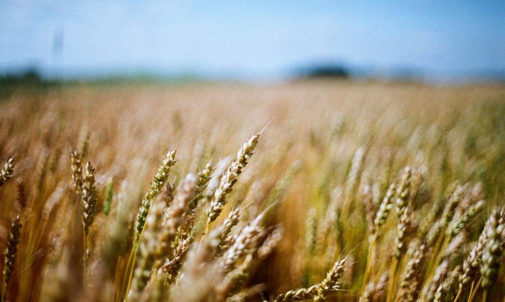 Thumbnail for Finalists announced for 2023 Ag Town of the Year