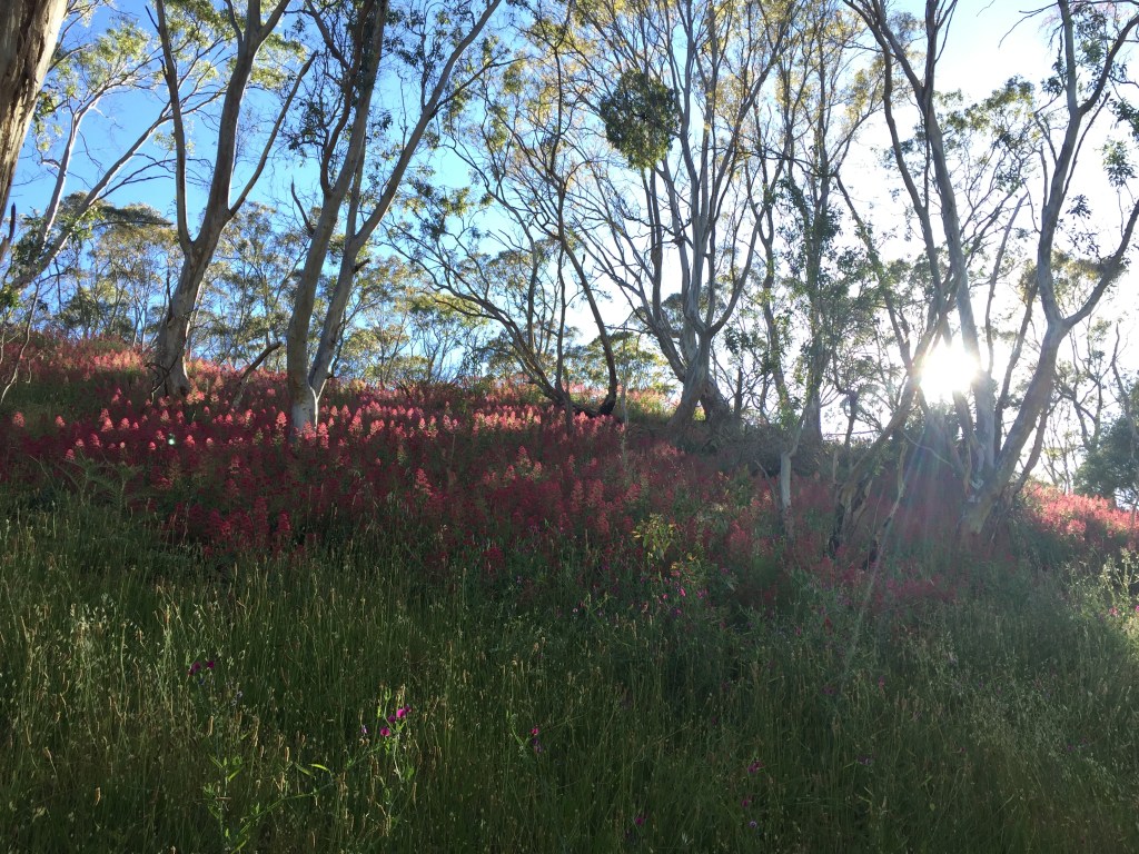 Thumbnail for Adelaide walking trails: Anstey Hill