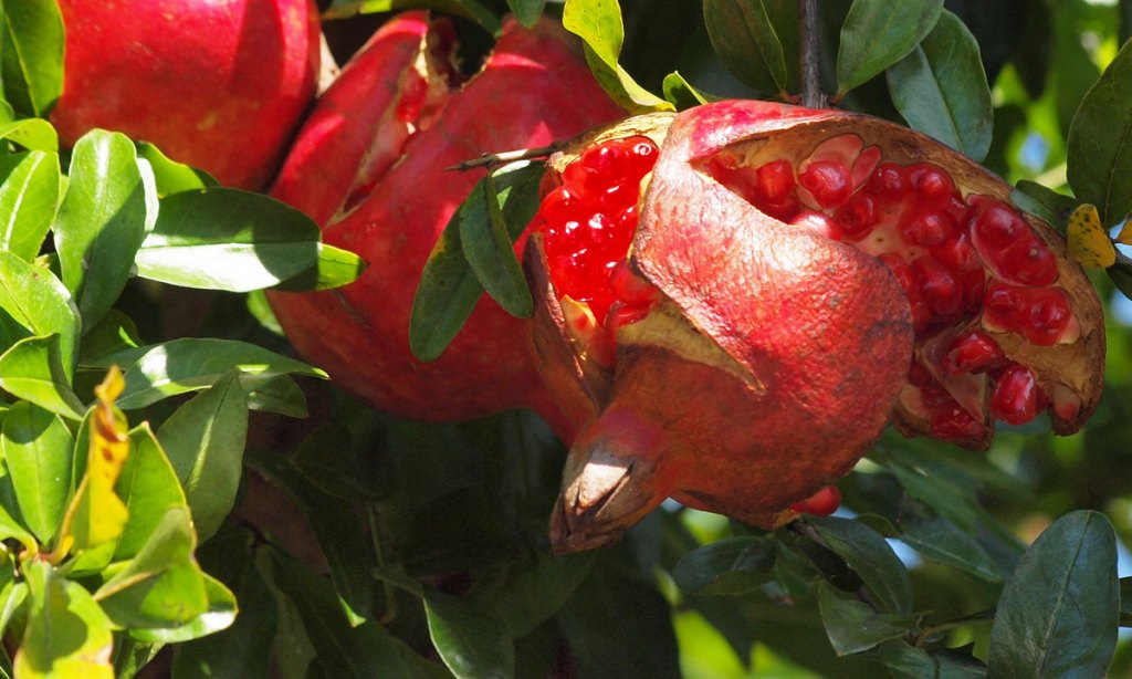 The pomegranate is now hailed as a "super food". Photo: coniferconifer/flickr
