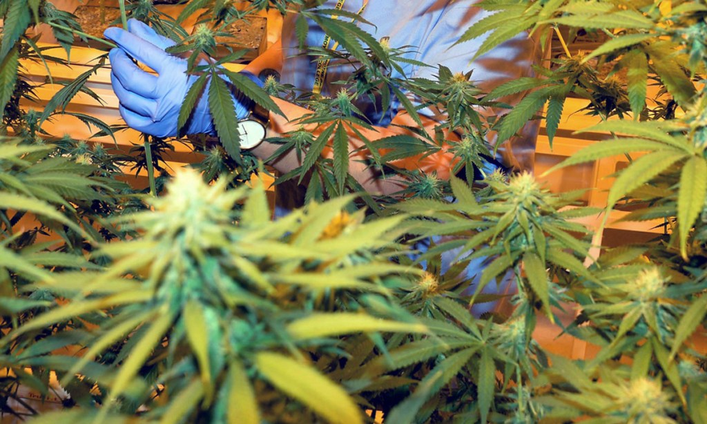 Thumbnail for Medical cannabis business ‘told to set up elsewhere’
