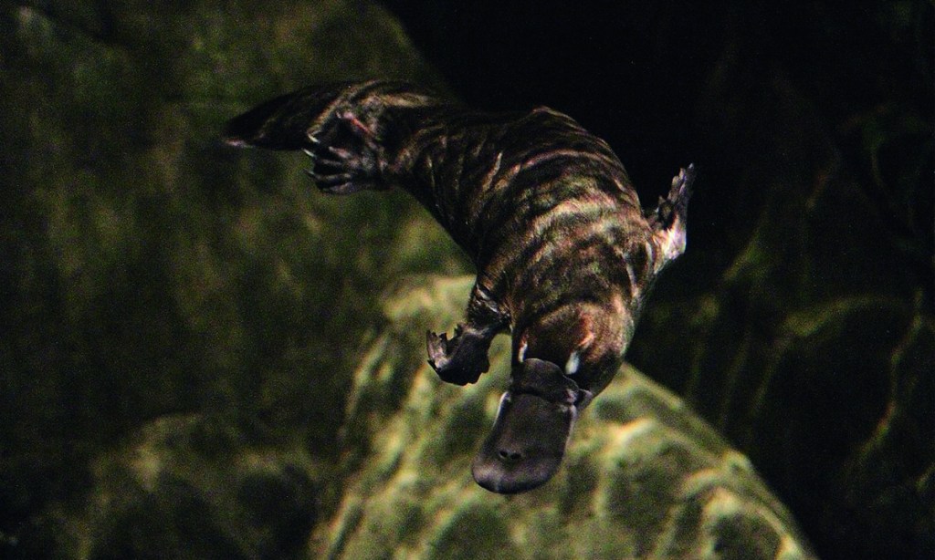 Thumbnail for Platypus venom could hold key to diabetes treatment