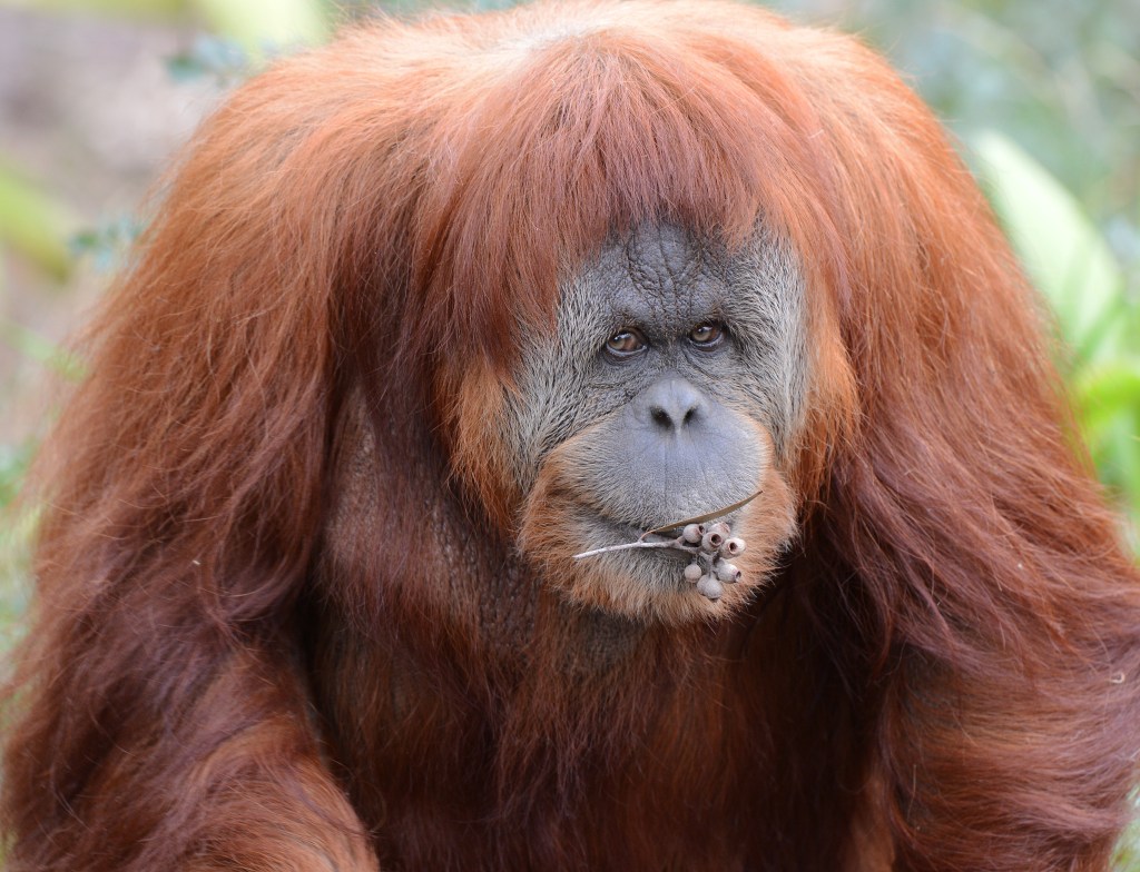 Thumbnail for Adelaide Zoo’s orangutan dies after giving birth