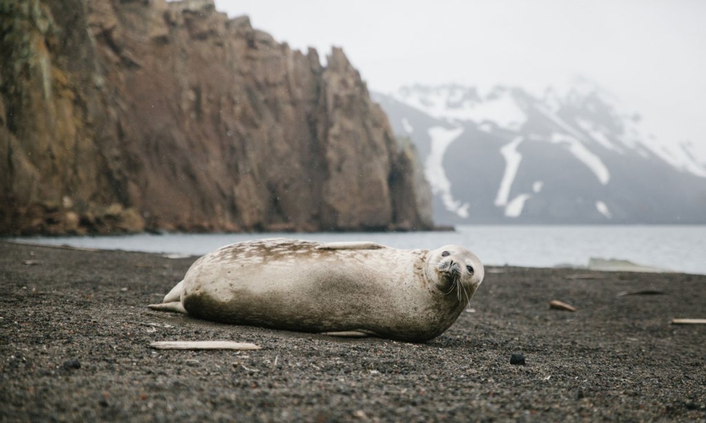 Thumbnail for Joy among ghosts at Deception Island