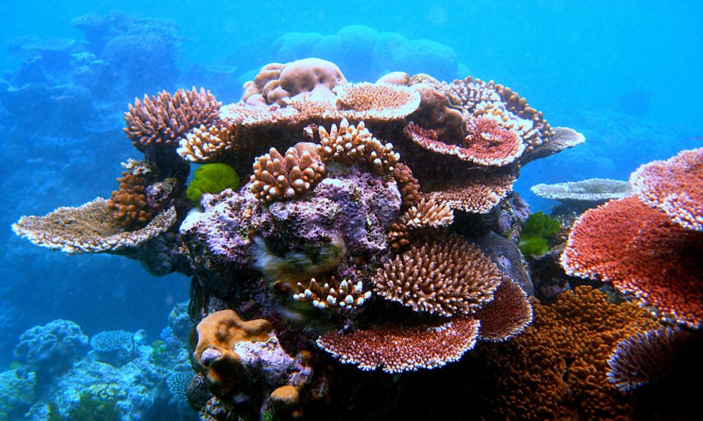 Thumbnail for Barrier Reef both a surprise and a shock