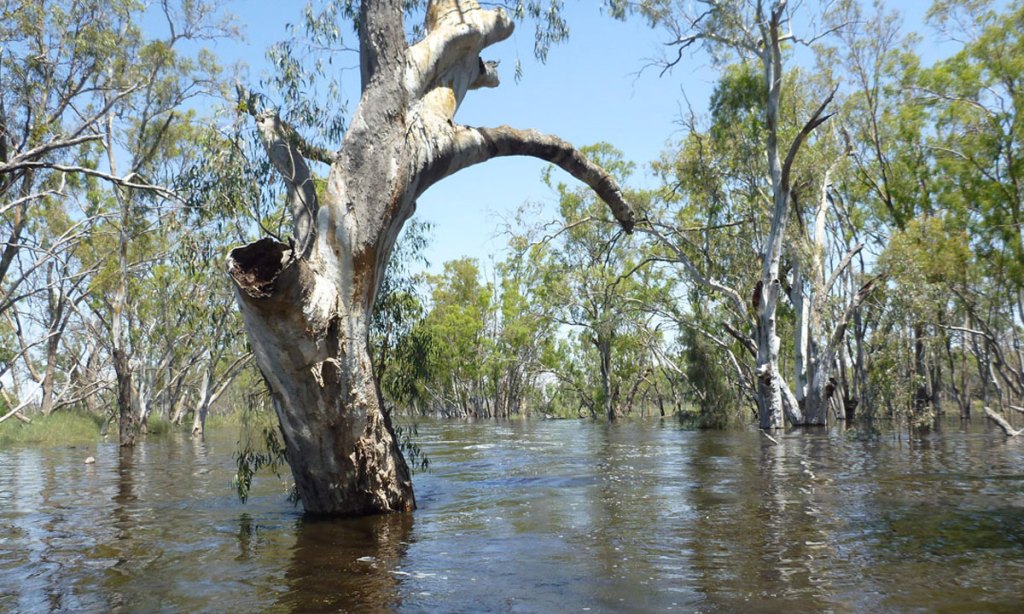 An Environment Protection Authority report highlights risks for the state's biodiversity. Photo: Department of Environment, Water and Natural Resources.