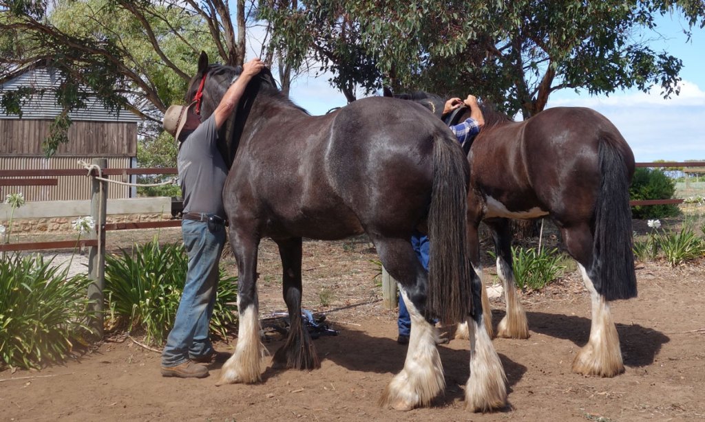Collars on: Darrel Hunt with Banjo foreground. Photo: Philip White