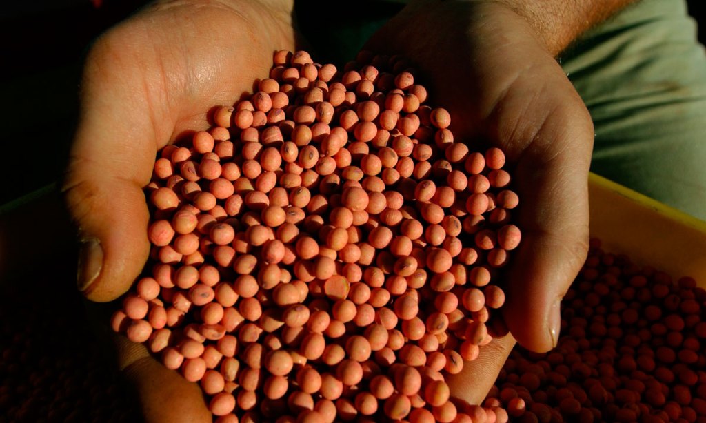 Genetically modified soybeans. Photo: AAP