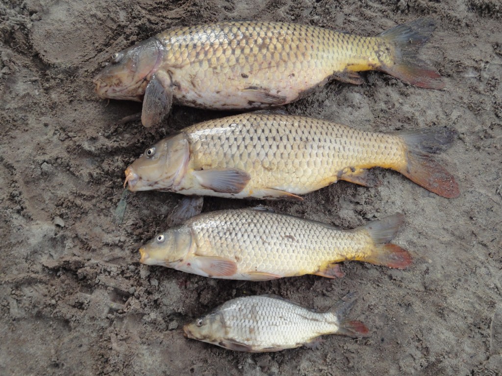 Thumbnail for Podcast: Defeating the Murray’s most invasive species