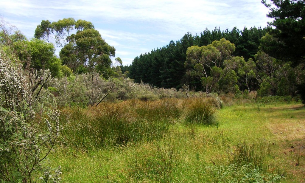 Remnant wetlands on the Fleurieu Peninsula provide a critical habitat refuge for all native biodiversity, including rare terrestrial plants  plus insects and birds such as the rare Mount Lofty Southern emu-wren.   