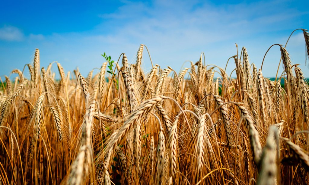 Thumbnail for How climate change threatens to make our bread less tasty