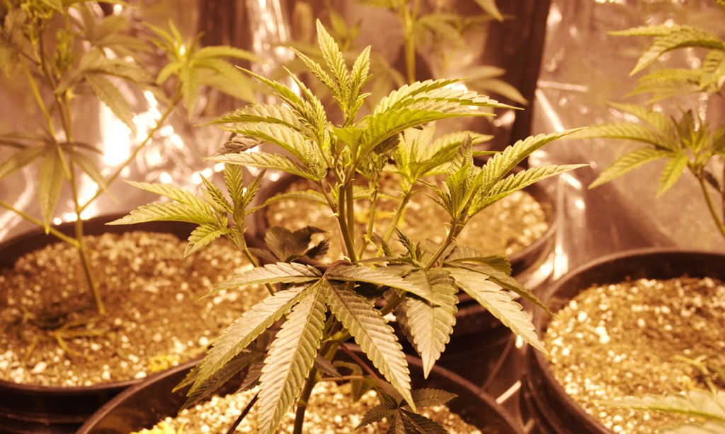 Thumbnail for First SA doctor approved to prescribe marijuana