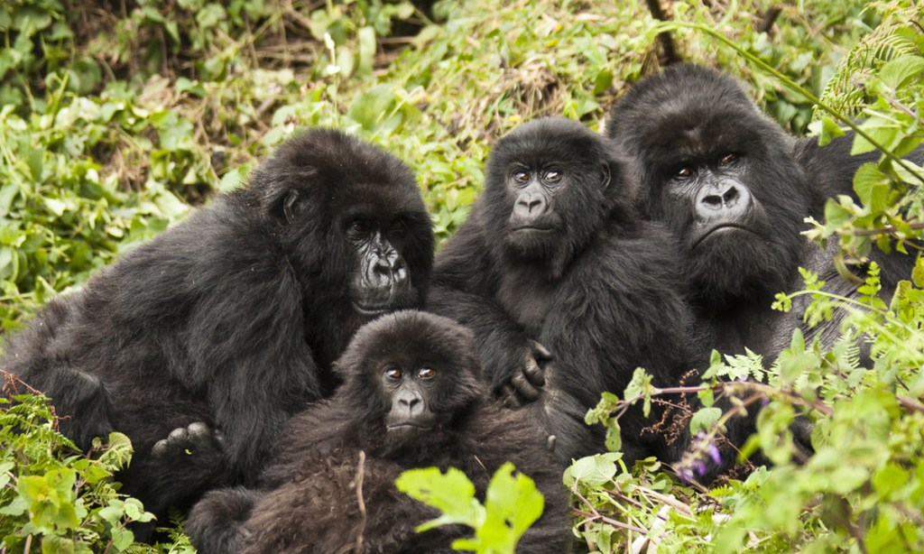 Thumbnail for Swingers’ hookup program can find the right match for endangered species