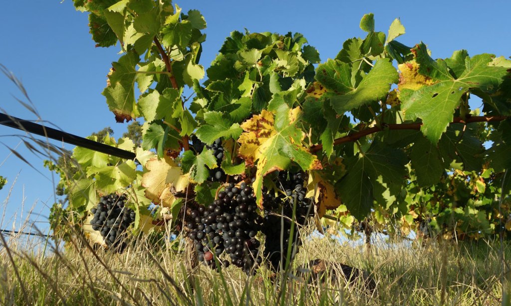 Baby bush vine Grenache raisining before it's properly ripe. Photo: Philip White