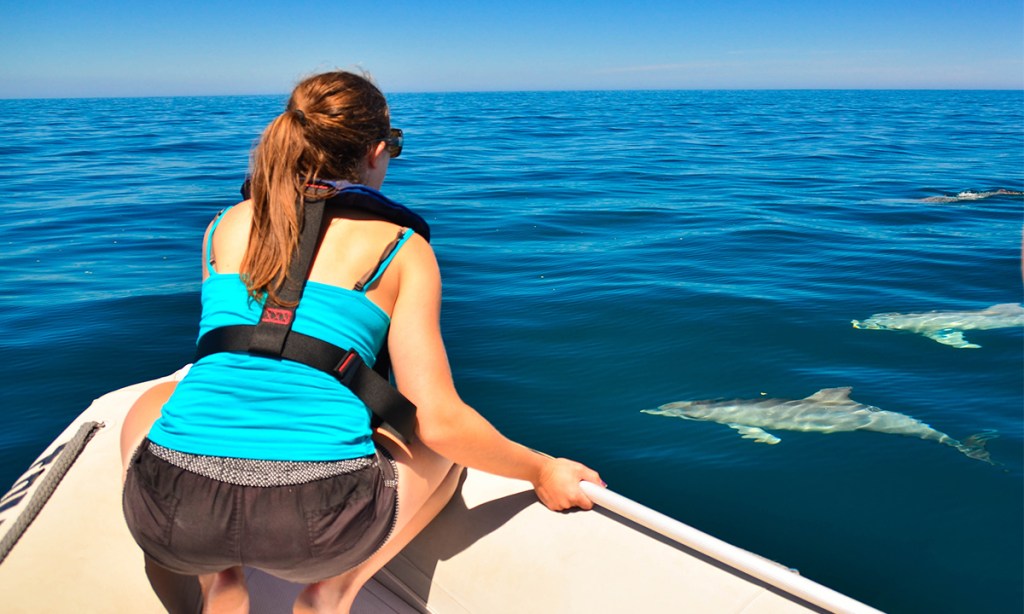 Thumbnail for Metropolitan dolphins need more protection