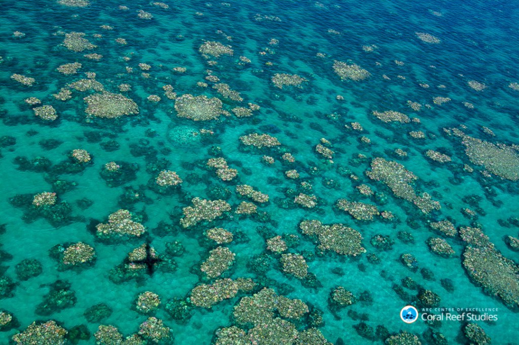 Thumbnail for Another year of mass bleaching threatens Great Barrier Reef
