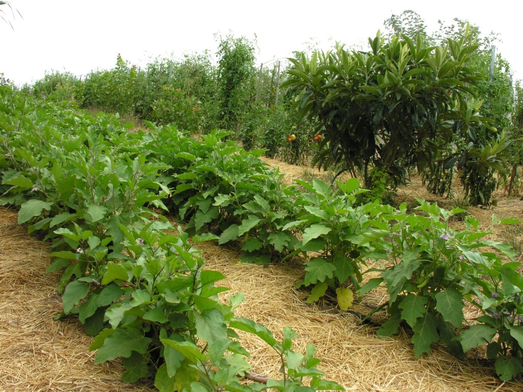 Thumbnail for $110 million irrigation fund to create 3700 jobs: State Govt