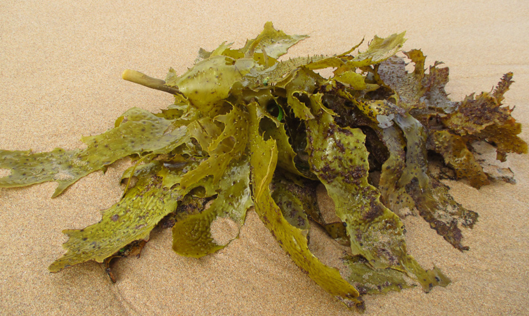 Thumbnail for Seaweed jelly snack seeks to boost calcium levels