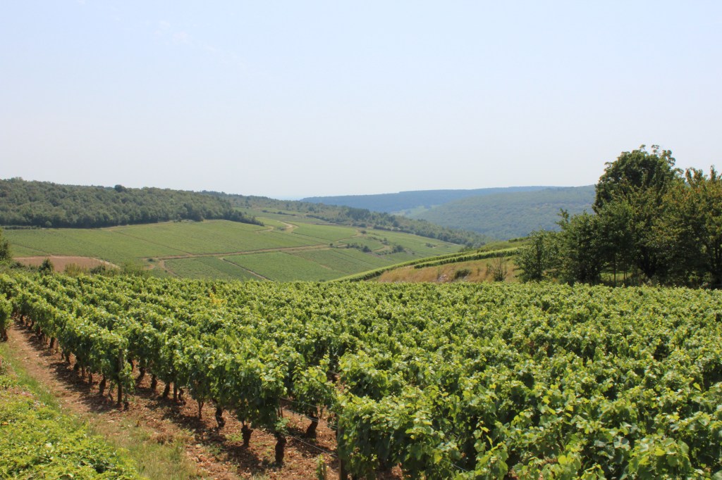 Thumbnail for Climate change cranks up pressure on wine industry