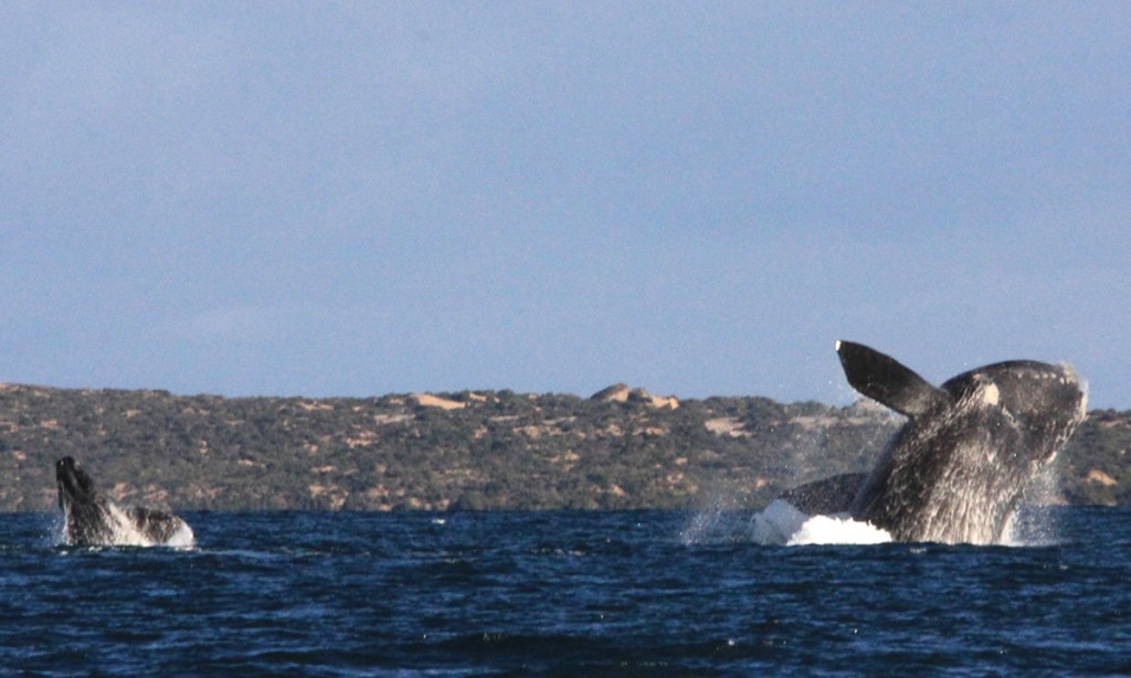 Thumbnail for Whales begin gathering at Head of Bight