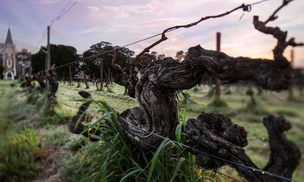 Old vines in the Hill of Grace vineyard. Photo: Dragan Radocaj
